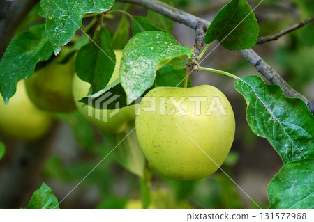 A green apple hanging from a tree A green apple hanging from a tree 131577968