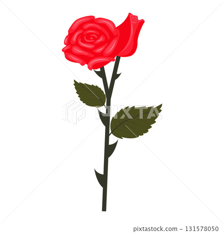 Red rose flower and bud on one stem. Vector illustration isolated on white background. 131578050