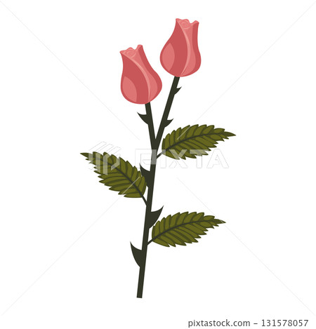 Dusty pink rose. Two buds on one stem. Vector illustration isolated on white background. 131578057