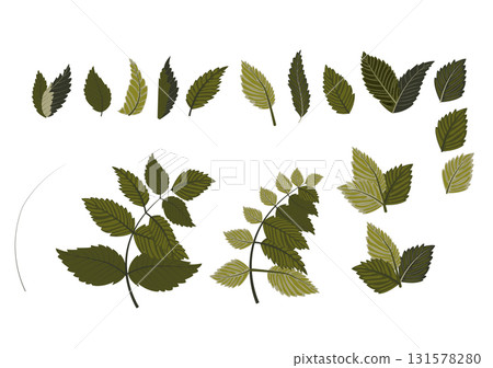 Set of green jagged leaves for your design. Vector illustration isolated on white background. Set of green jagged leaves for your design. Vector illustration isolated on white background. 131578280
