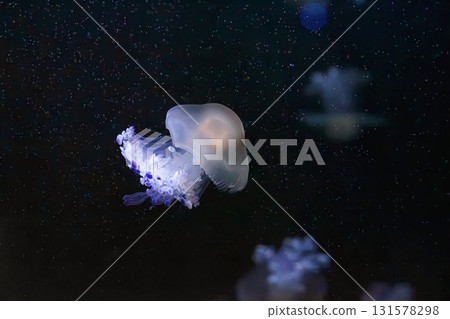 Mediterranear jellyfish, Cotylorhiza tuberculata or fried egg jellyfish swim in blue aquarium water Mediterranear jellyfish, Cotylorhiza tuberculata or fried egg jellyfish swim in blue aquarium water 131578298