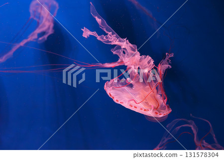 Close up of Chrysaora colorata or purple striped jelly jellyfish swim in deep blue water of aquarium Close up of Chrysaora colorata or purple striped jelly jellyfish swim in deep blue water of aquarium 131578304