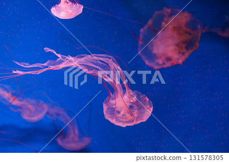 Close up of Chrysaora colorata or purple striped jelly jellyfish swim in deep blue water of aquarium Close up of Chrysaora colorata or purple striped jelly jellyfish swim in deep blue water of aquarium 131578305