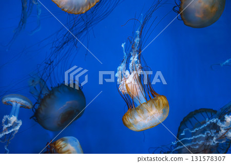 Group of Chrysaora fuscescens or Pacific sea nettle jellyfish swim in deep blue water of aquarium Group of Chrysaora fuscescens or Pacific sea nettle jellyfish swim in deep blue water of aquarium 131578307