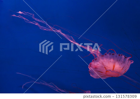 Close up of Chrysaora colorata or purple striped jelly jellyfish swim in deep blue water of aquarium Close up of Chrysaora colorata or purple striped jelly jellyfish swim in deep blue water of aquarium 131578309