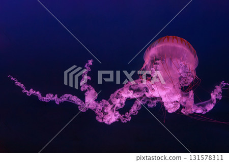 South American sea nettle or Chrysaora plocamia jellyfish swim in deep blue water of aquarium South American sea nettle or Chrysaora plocamia jellyfish swim in deep blue water of aquarium 131578311