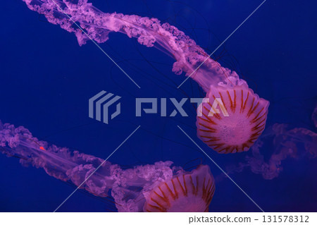 South American sea nettle or Chrysaora plocamia jellyfish swim in deep blue water of aquarium 131578312