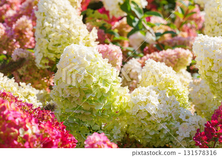 Blooming pink and white hydrangea paniculata flowers in summer garden under sunlight closeup view 131578316