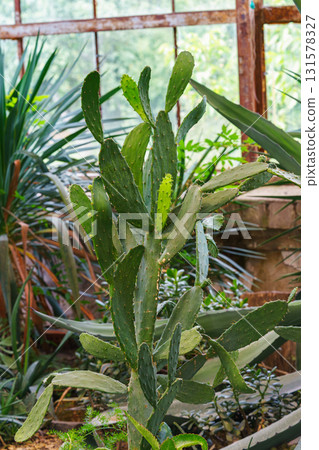 Opuntia and green cactus plants showcase greenhouse garden and diverse flora with natural daylight 131578327