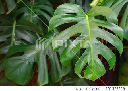 Large green monstera deliciosa or Swiss Cheese Plant leaf, plant background, nature wallpaper Large green monstera deliciosa or Swiss Cheese Plant leaf, plant background, nature wallpaper 131578329