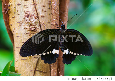 Male Common Mormon, Papilio polytes, swallowtail butterfly, Papilionidae sitting on green leaf 131578341