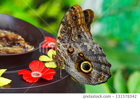 Caligo memnon, owl butterfly sitting on leaf in green outdoor garden on feeding trough background 131578342