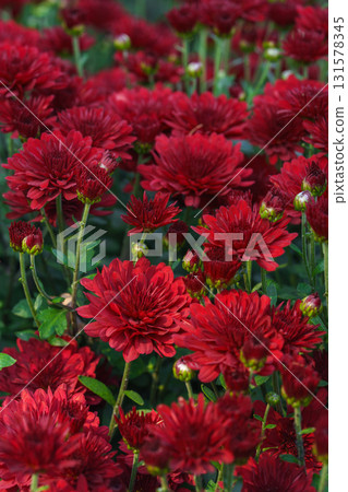 Beautiful red chrysanthemum flowers in full autumn bloom, creating bright seasonal floral background Beautiful red chrysanthemum flowers in full autumn bloom, creating bright seasonal floral background 131578345