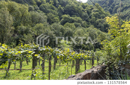 Shot of the vineyard in mountains Shot of the vineyard in mountains 131578564