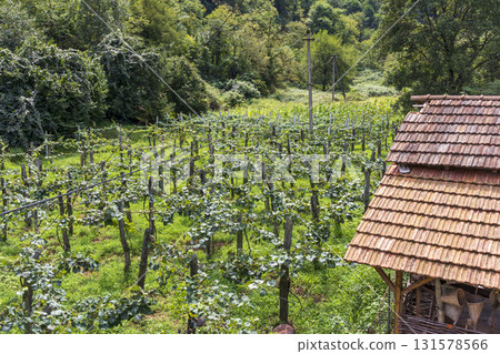 Shot of the vineyard in mountains Shot of the vineyard in mountains 131578566