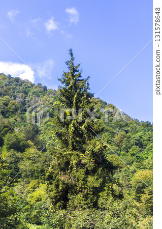large coniferous tree in the mountains 131578648