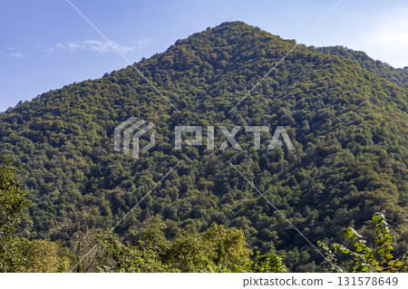 So called curly mountain covered with trees 131578649