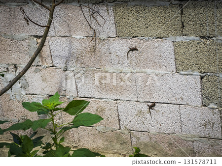 Two lizards on a stone wall 131578711
