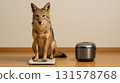 A jackal on a scale?! A day of surprise! 131578768