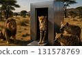 Titanium on the savanna!? A day in the life of a cheetah 131578769