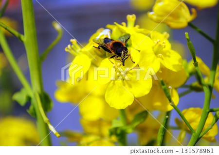 強姦花和蜜蜂 強姦花和蜜蜂 131578961
