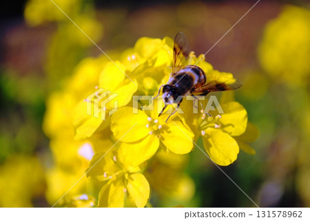 Rape flowers and honey bees 131578962