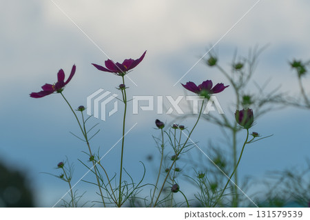 Cosmos blooming toward the sky 131579539