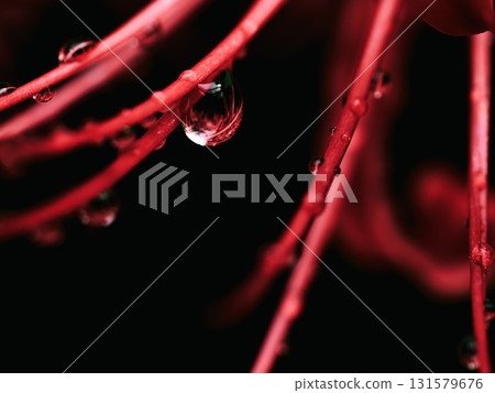 Close-up of red spider lilies wet with rain - Autumn scenery and silence Close-up of red spider lilies wet with rain - Autumn scenery and silence 131579676