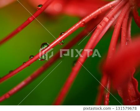 Close-up of red spider lilies wet with rain - Autumn scenery and silence Close-up of red spider lilies wet with rain - Autumn scenery and silence 131579678