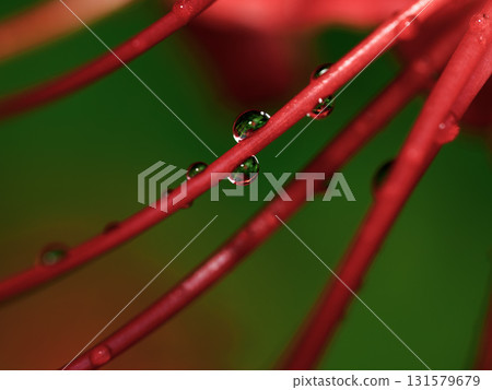 被雨水打濕的紅花特寫鏡頭-秋天的景色和寂靜 131579679