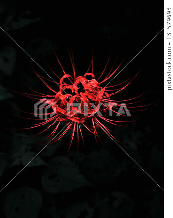 Close-up of red spider lilies wet with rain - Autumn scenery and silence Close-up of red spider lilies wet with rain - Autumn scenery and silence 131579693