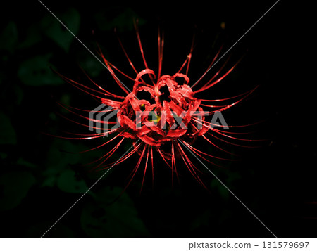 Close-up of red spider lilies wet with rain - Autumn scenery and silence 131579697