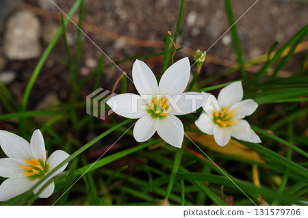 Tamasudare flowers blooming in the grounds of a Kyoto shrine 131579706