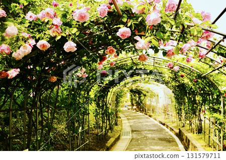 美麗的粉紅玫瑰隧道 美麗的粉紅玫瑰隧道 131579711