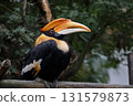 Great Hornbill resting on a perch 131579873