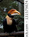 Great Hornbill on a perch 131579874