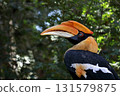 Female Great Hornbill looking up against a green background 131579875