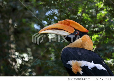 Female Great Hornbill looking up against a green background Female Great Hornbill looking up against a green background 131579875