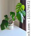 Monstera deliciosa plant in a pot on white countertop 131579972