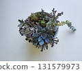 Various succulents in a bowl isolated on white background 131579973