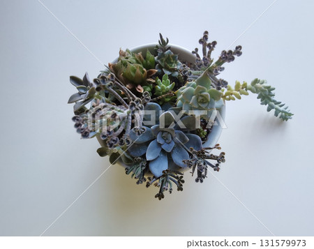 Various succulents in a bowl isolated on white background Various succulents in a bowl isolated on white background 131579973