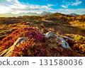 Heather flowers blooming at sunset, Velika Planina, Kamnic, Slovenia, Easter sunny landscape 131580036