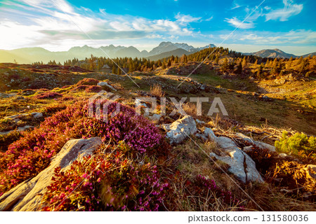 Heather flowers blooming at sunset, Velika Planina, Kamnic, Slovenia, Easter sunny landscape 131580036