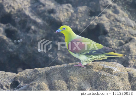 神奈川縣大磯町拍攝到一隻日本綠鴿來喝海水 131580038