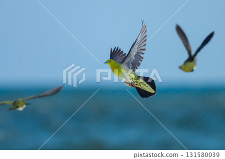 神奈川縣大磯町拍攝到一隻日本綠鴿來喝海水 131580039