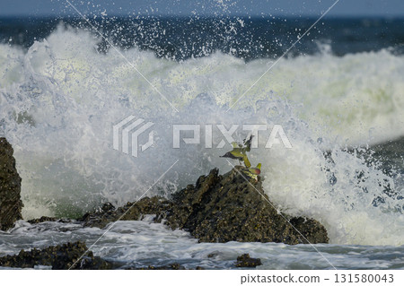 神奈川縣大磯町拍攝到一隻日本綠鴿來喝海水 131580043