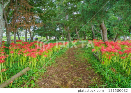 盛開的紅花環繞的散步道風景 131580082