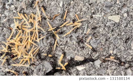 A video shows ants foraging and feasting on various foods A video shows ants foraging and feasting on various foods 131580134