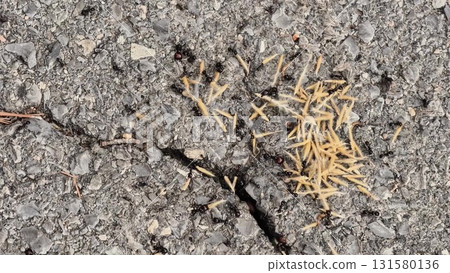 Video showcases an ant colonys life, teamwork, and natures resilience Video showcases an ant colonys life, teamwork, and natures resilience 131580136