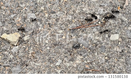 Video showcases an ant colonys life teamwork and natures resilience 131580138